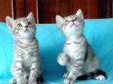 British Shorthair Yavrular Sizler Için