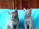 En Özel British Shorthair Yavrular