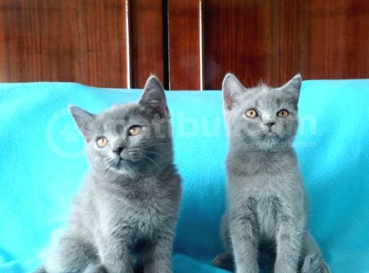 En Özel British Shorthair Yavrular