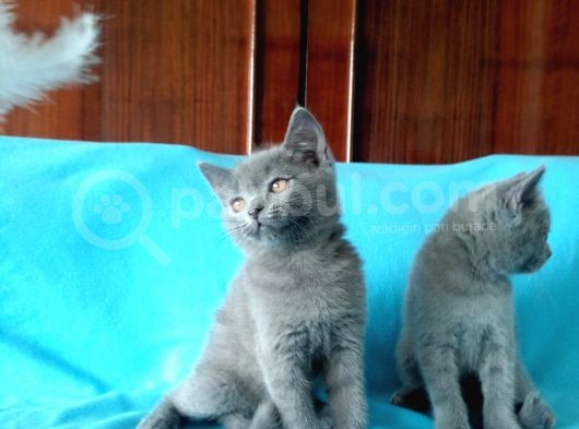 En Özel British Shorthair Yavrular görsel