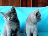 En Özel British Shorthair Yavrular