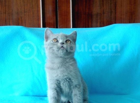 British Shorthair Yavrular
