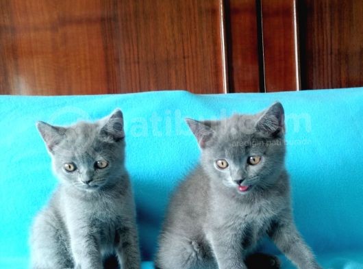 British Shorthair Yavrular görsel
