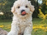 Maltese Terier Bebeklerimiz