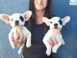 Fransız Bulldog Yavru (Bursa Köpek Okulu)