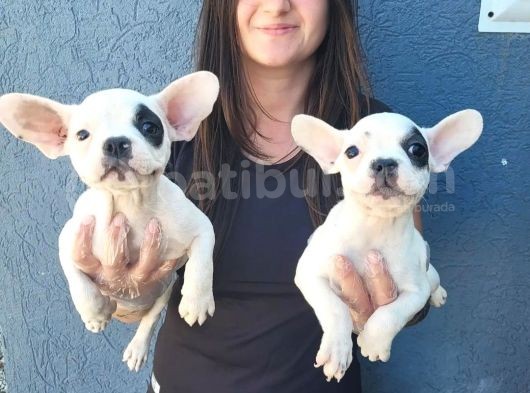 Fransız Bulldog Yavru (Bursa Köpek Okulu) görsel