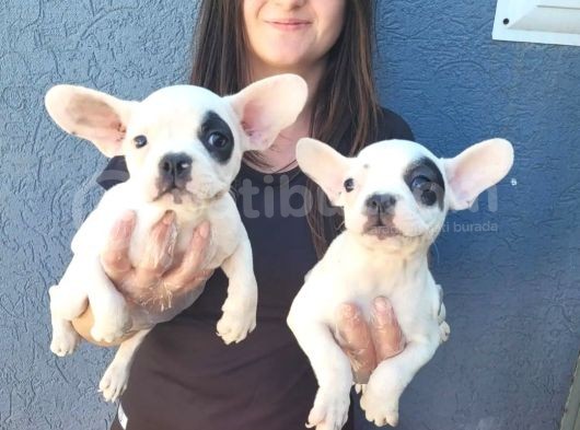 Fransız Bulldog Yavru (Bursa Köpek Okulu)