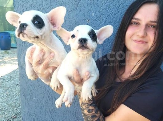 Fransız Bulldog Yavru (Bursa Köpek Okulu) görsel