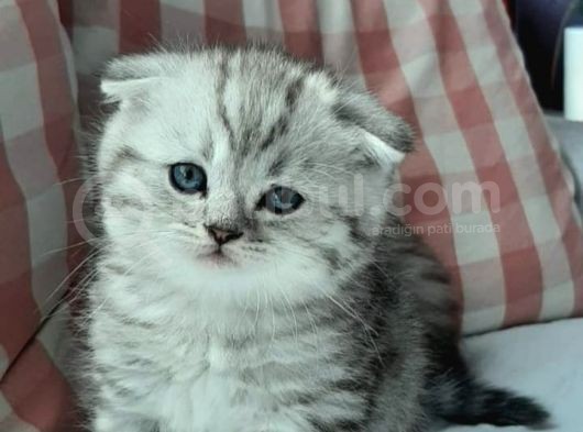 Silver Tabby Oyuncu Yavrumuz Yeni Yuvasını Arıyor görsel