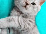 Silver Tabby Oyuncu Yavrumuz Yeni Yuvasını Arıyor