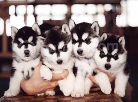 Orijinal Husky Yavrularımız