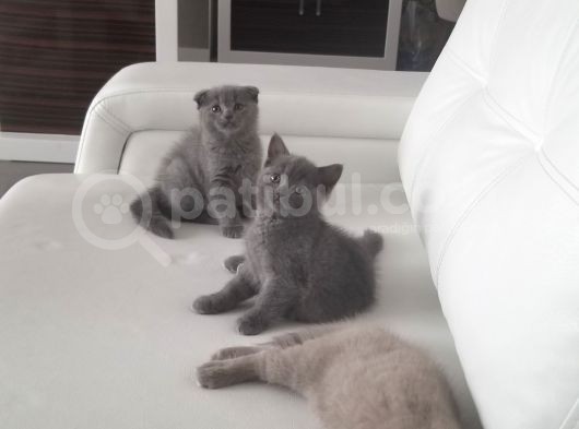 Scottish Fold British Shorthair görsel