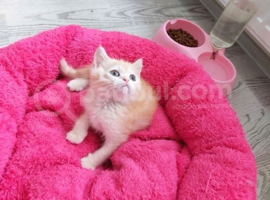 Safkan Scotish Straight Erkek Bebegimiz