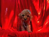 Safkan Toy Poodle Yavrularimiz