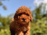Red Brown Toy Poodle Bebekler