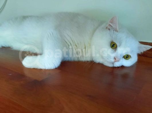 Tosun Yeni Ailesini Arıyor görsel