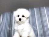 İrki̇ni̇n En İyi̇si̇ Maltese Terri̇er Yavrulari̇mi̇z