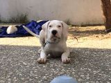 Saf Kan Dünya Şampi̇yonu Torunu Dogo Argenti̇no