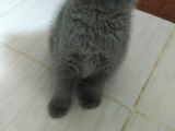 Scottish Fold British Shorthair