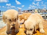 2 Aylık Golden Yavruları