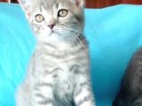 British Shorthair Yavrular Sizler İçin