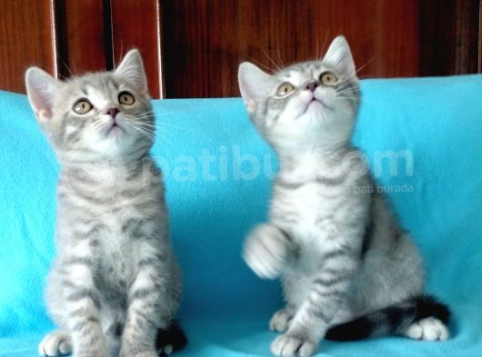 British Shorthair Yavrular Sizler İçin görsel