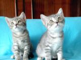 British Shorthair Yavrular Sizler İçin