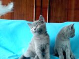 N Özel British Shorthair Yavrular Sizler Bekliyor