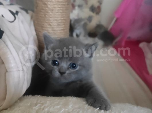 Anne Scottish Blue Point Baba Golden British Safkan Yavrular görsel