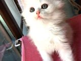 Chincilla Yavrularımız Ömürlük Yuvalarını Arıyor