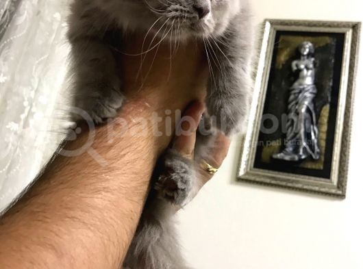 Pofuduk Bri̇ti̇sh Yavrumuza Yuva Aryoruz