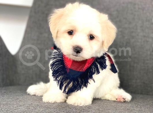 Maltes Terrier Mini Erkek Dişi Yavrularımız görsel