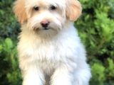Wc Egitimli Gold Morkie