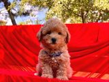 Toy Poodle Mini Boy Yavrular