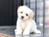 Di̇şi̇ Ve Erkek Maltese Terri̇er