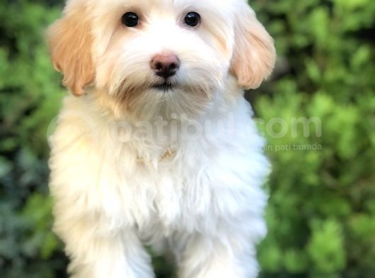 Wc Egitimli Gold Morkie görsel