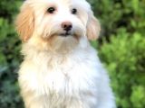 Wc Egitimli Gold Morkie