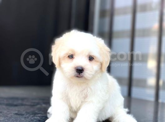 Di̇şi̇ Ve Erkek Maltese Terri̇er görsel