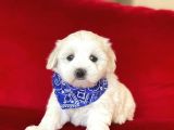 Di̇şi̇ Ve Erkek Malti̇po