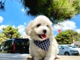 Mini Boy Maltese Yavrular