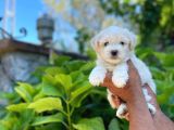 Maltes Terrier Mini Erkek Dişi Yavrularımız