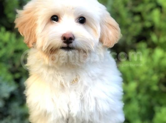 Wc Egitimli Gold Morkie