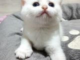 Muhteşem Golden Bebekleri̇m Bakmadan Geçmeyi̇n 