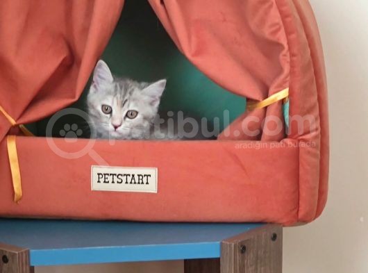British Shorthair Silver Point görsel