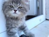 3 Aylık Brtisih Longhair Silver