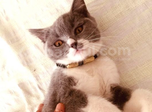 British Shorthair görsel