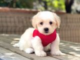 Mi̇ni̇k Maltipoo Yavru