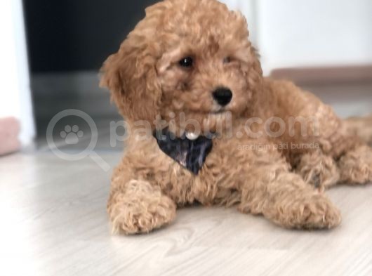 Red Toy Poodle görsel