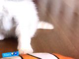 İran Kedileri En Güzel