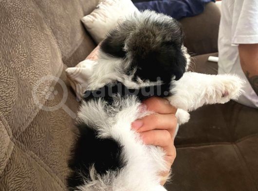 En Tatlı Morkie Bu Kadar Miniği Yok görsel